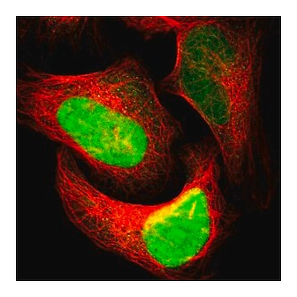 Merck Anti-APEX1 antibody produced in rabbit
