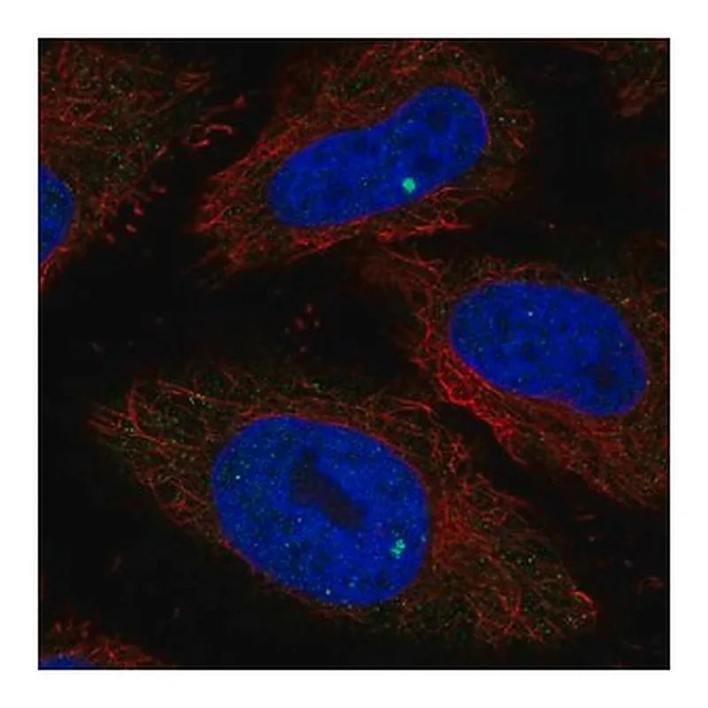 Merck Anti-RIBC1 antibody produced in rabbit
