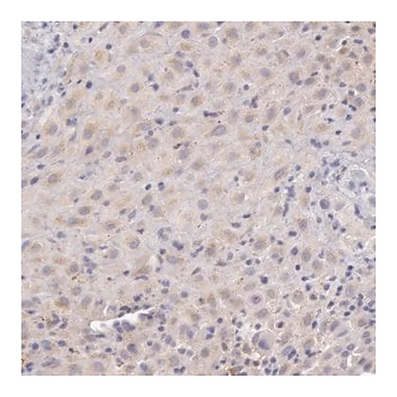 Merck Anti-C1R antibody produced in rabbit