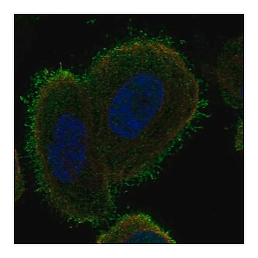 Merck Anti-C14orf37 antibody produced in rabbit