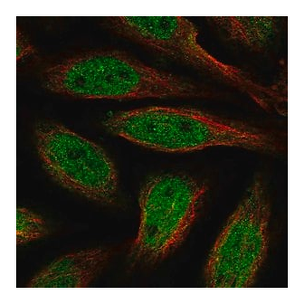 Merck Anti-ALX4 antibody produced in rabbit