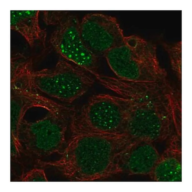 Merck Anti-LBX1 antibody produced in rabbit
