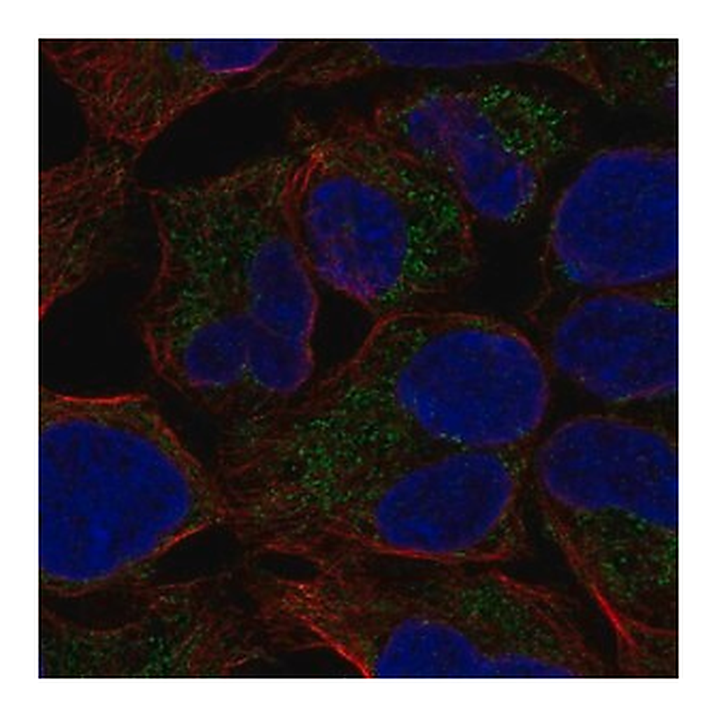 Merck Anti-MCAT antibody produced in rabbit