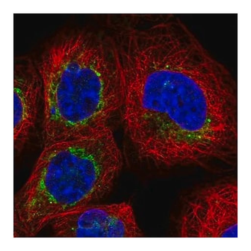 Merck Anti-BCL2L13 antibody produced in rabbit