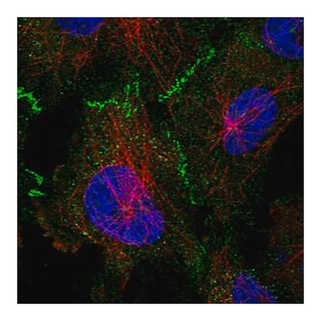 Merck Anti-TP53BP2 antibody produced in rabbit
