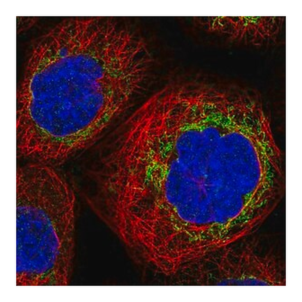 Merck Anti-TBRG4 antibody produced in rabbit