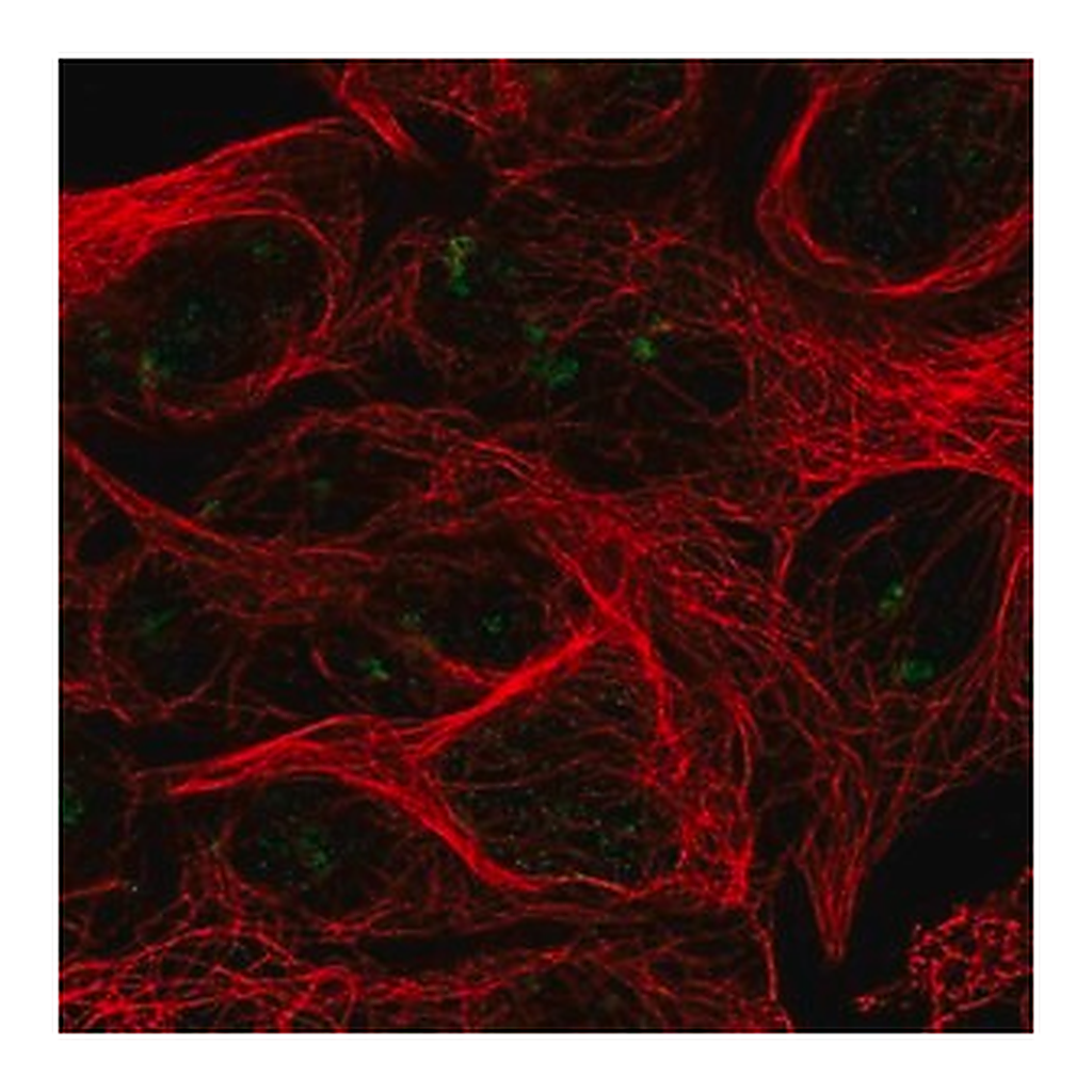 Merck Anti-RPL7L1 antibody produced in rabbit