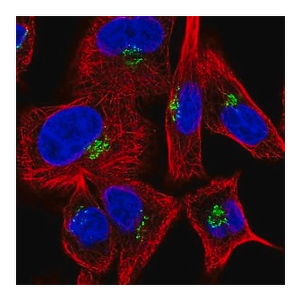 Merck Anti-GOLGA1 antibody produced in rabbit