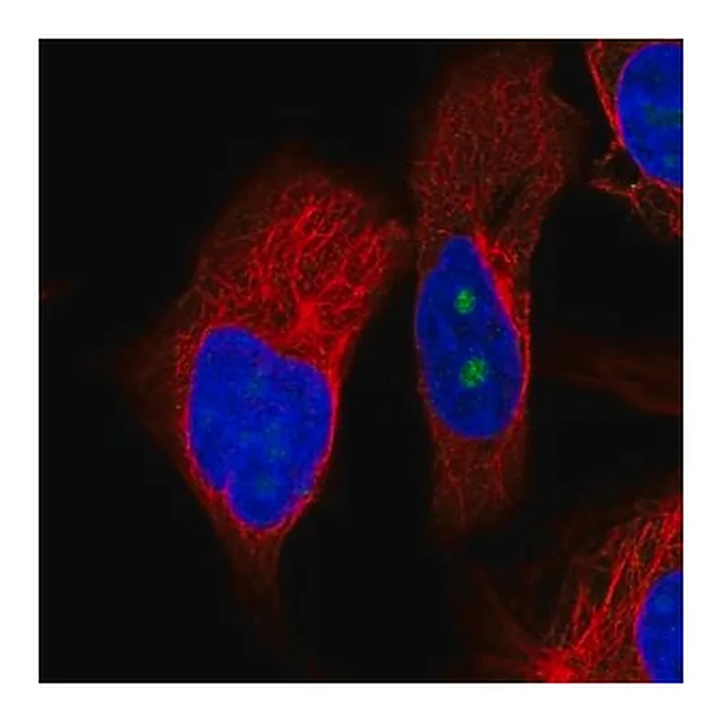 Merck Anti-OSGIN2 antibody produced in rabbit