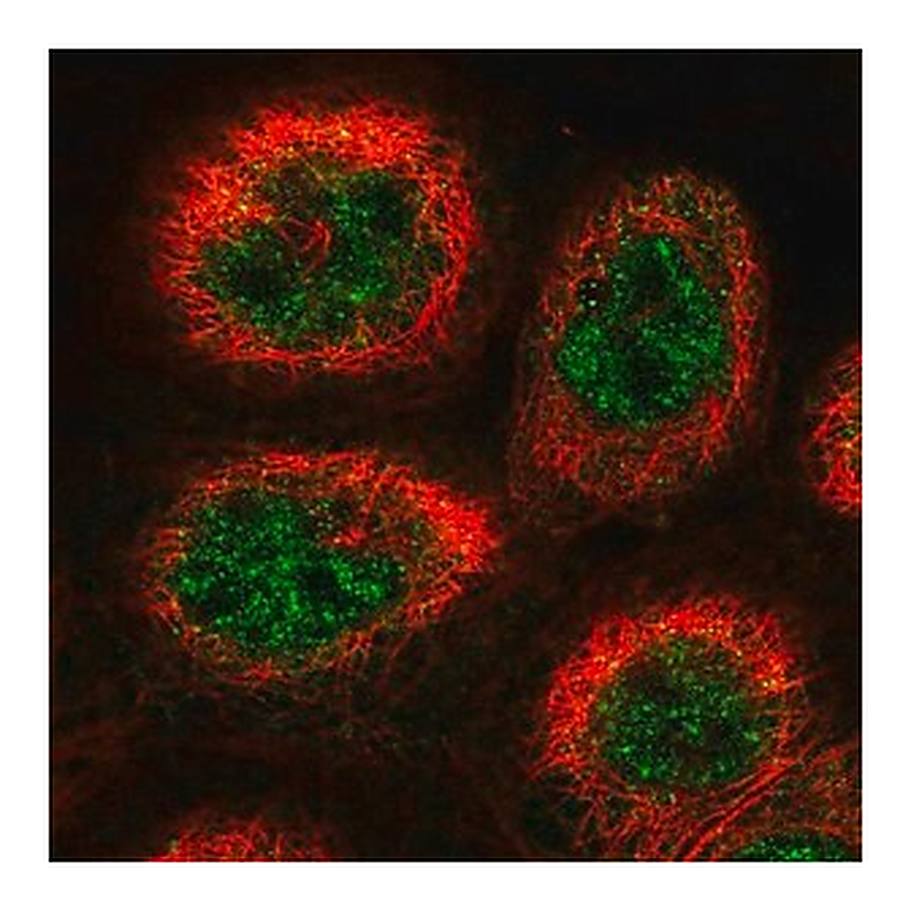 Merck Anti-COPS3 antibody produced in rabbit