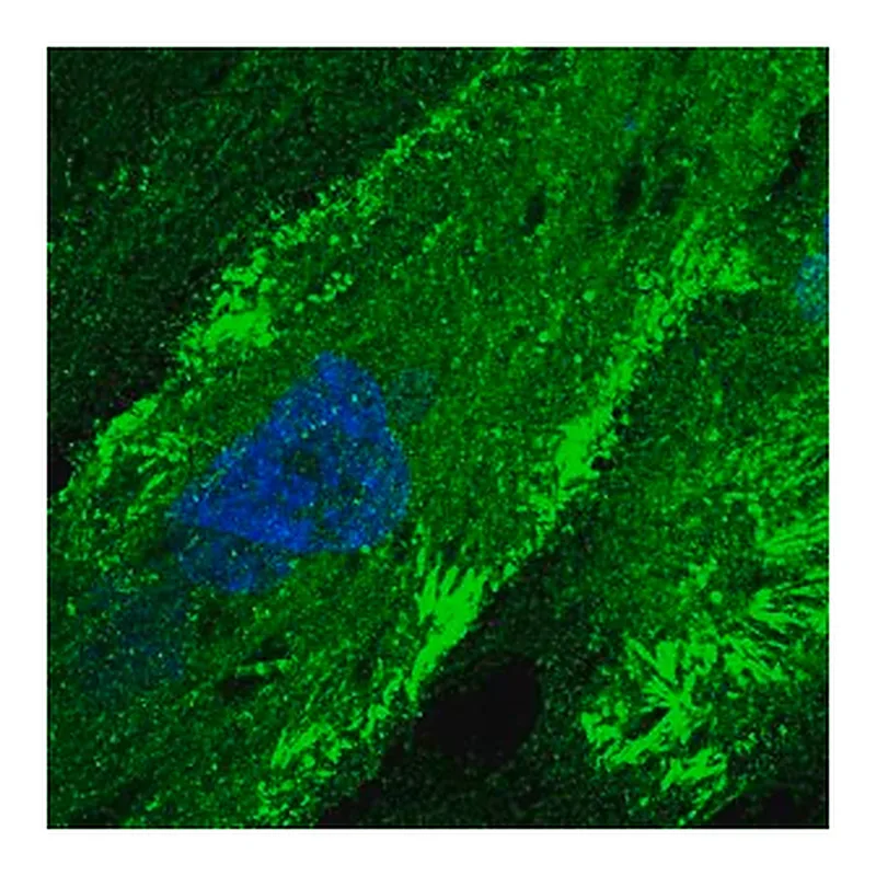 Merck Anti-FMN2 antibody produced in rabbit