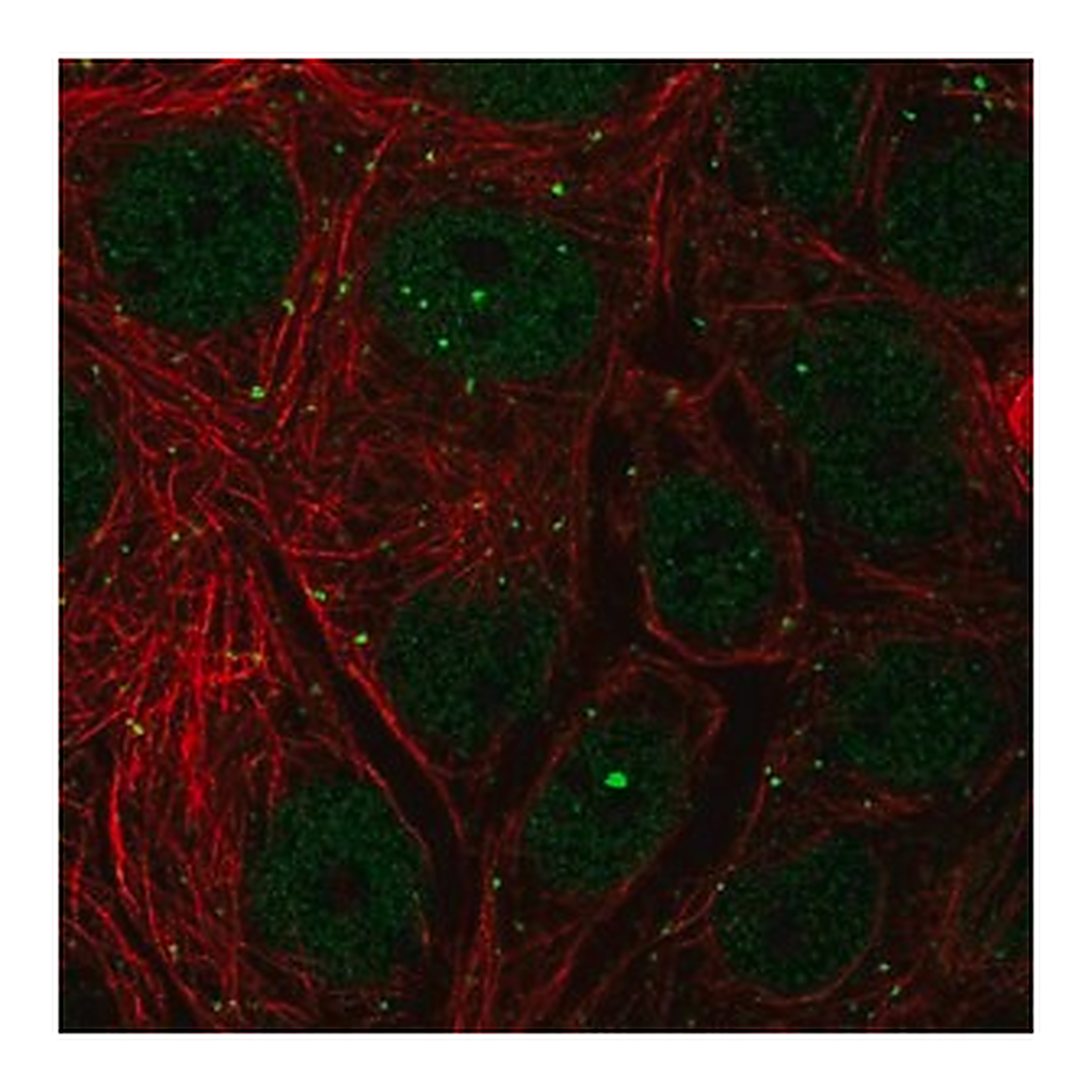 Merck Anti-NELFCD antibody produced in rabbit
