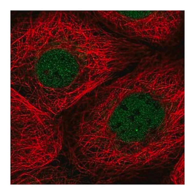 Merck Anti-TMEM94 antibody produced in rabbit