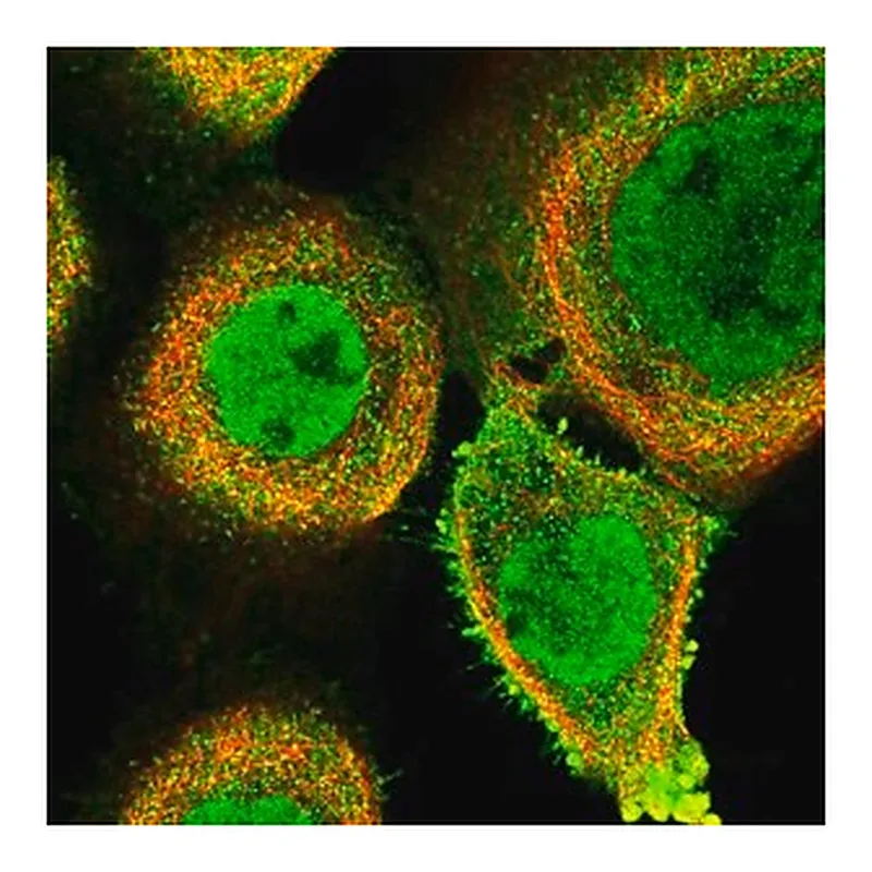Merck Anti-FAM189B antibody produced in rabbit