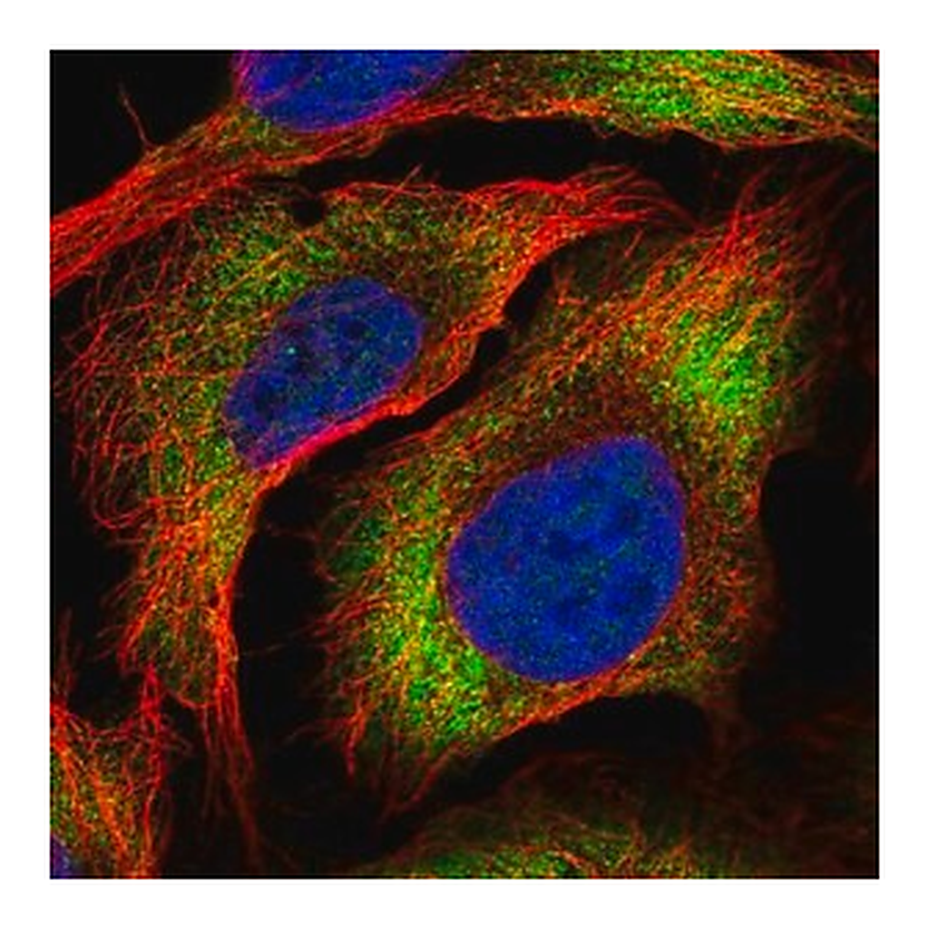 Merck Anti-ZC3HAV1L antibody produced in rabbit