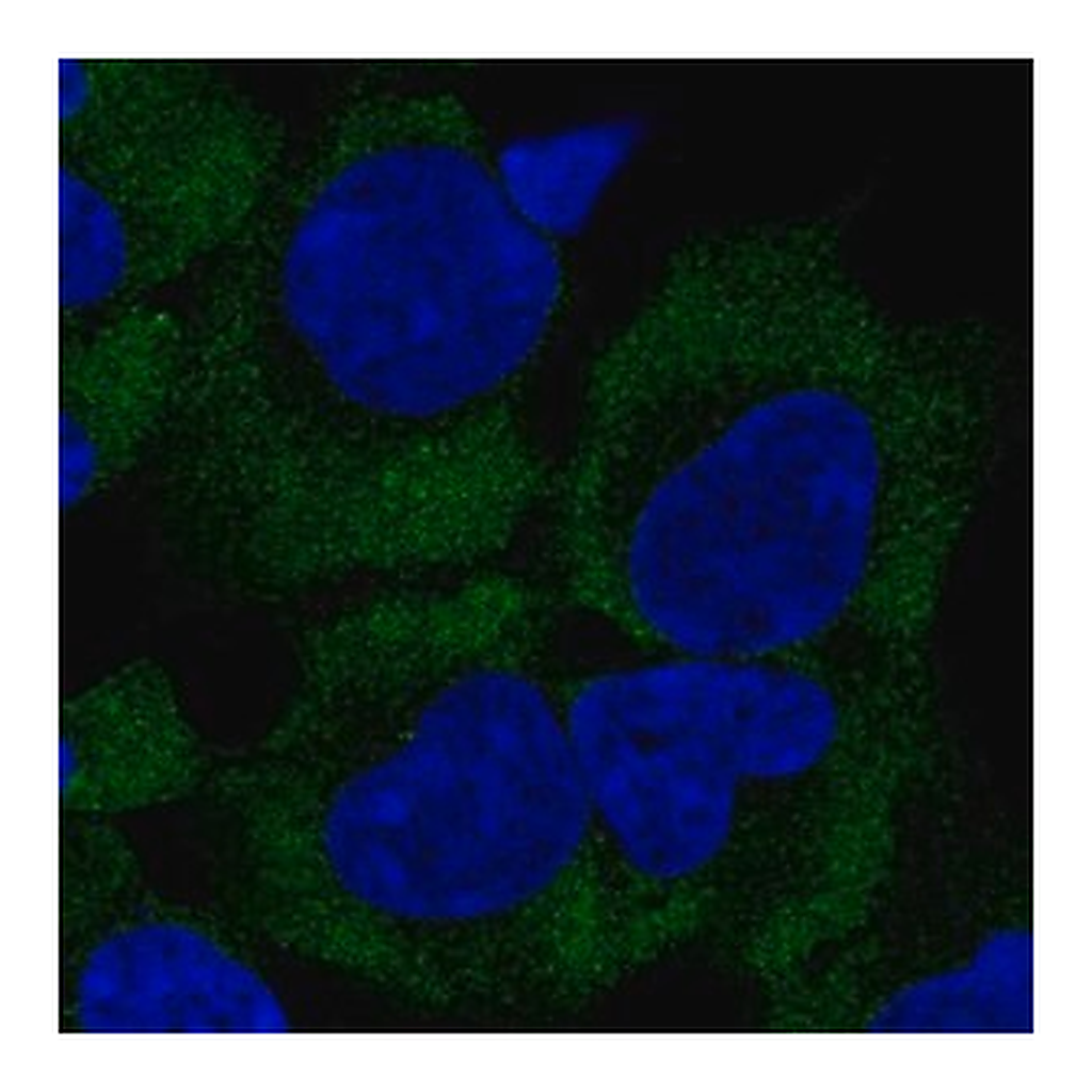 Merck Anti-GIGYF2 antibody produced in rabbit