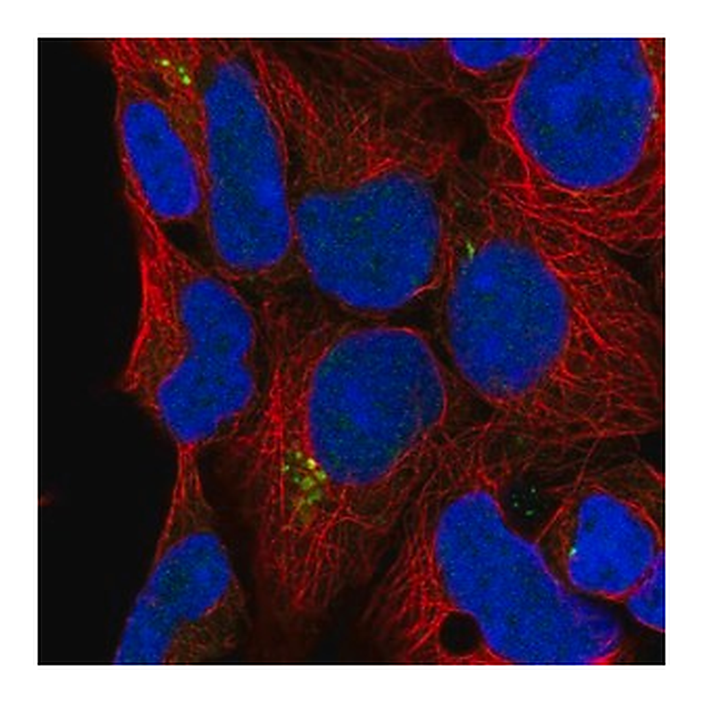 Merck Anti-C9orf85 antibody produced in rabbit