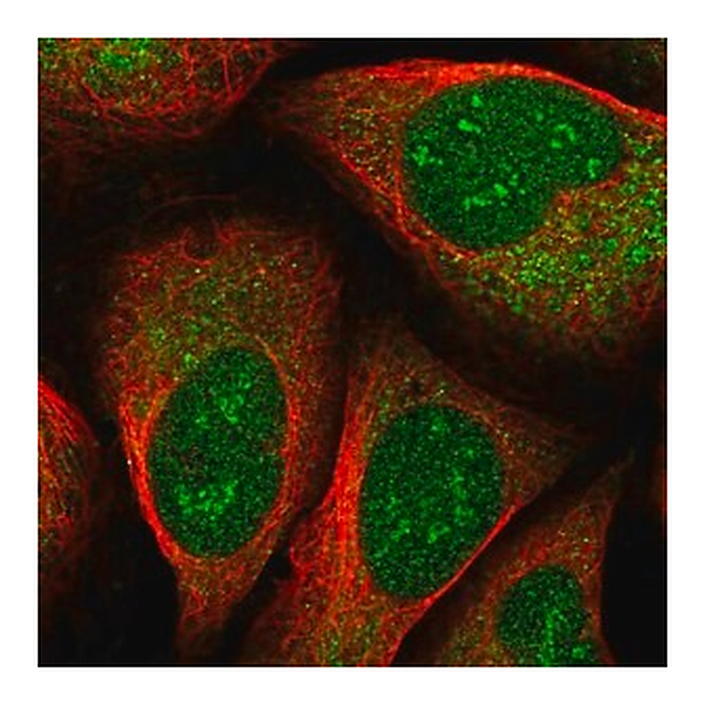 Merck Anti-EEF1D antibody produced in rabbit