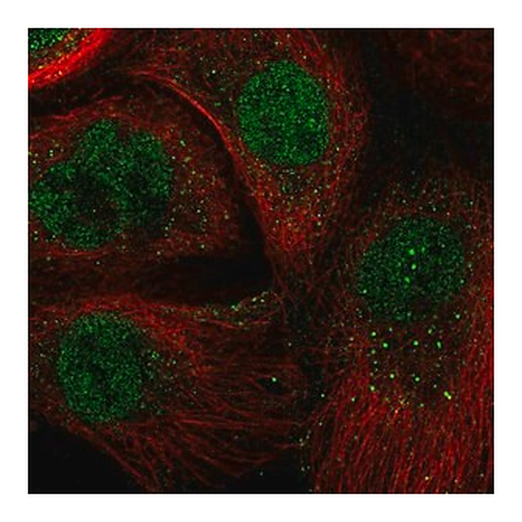 Merck Anti-ARNTL antibody produced in rabbit