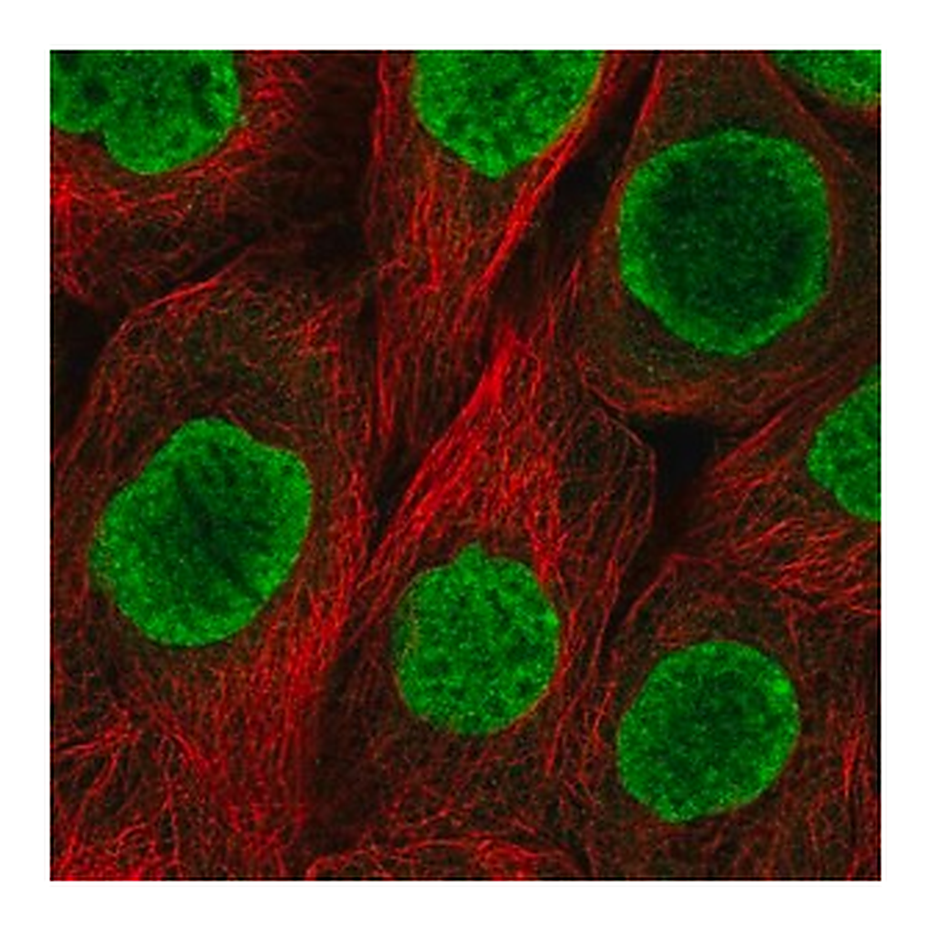Merck Anti-H2AFY antibody produced in rabbit