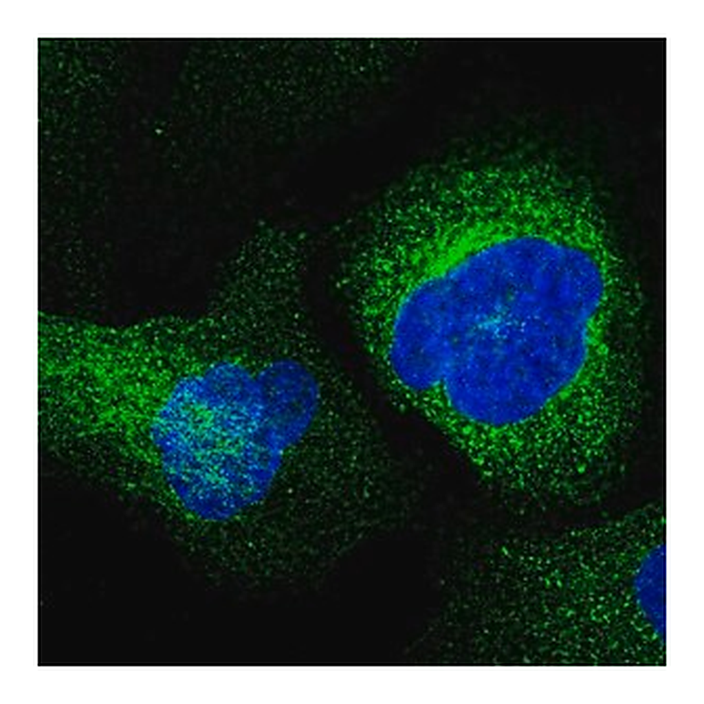 Merck Anti-ESAM antibody produced in rabbit
