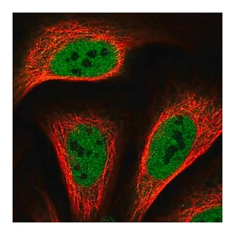 Merck Anti-TRERF1 antibody produced in rabbit