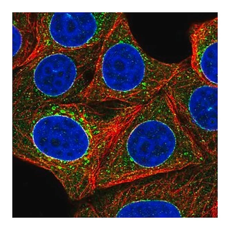 Merck Anti-TOR1A antibody produced in rabbit