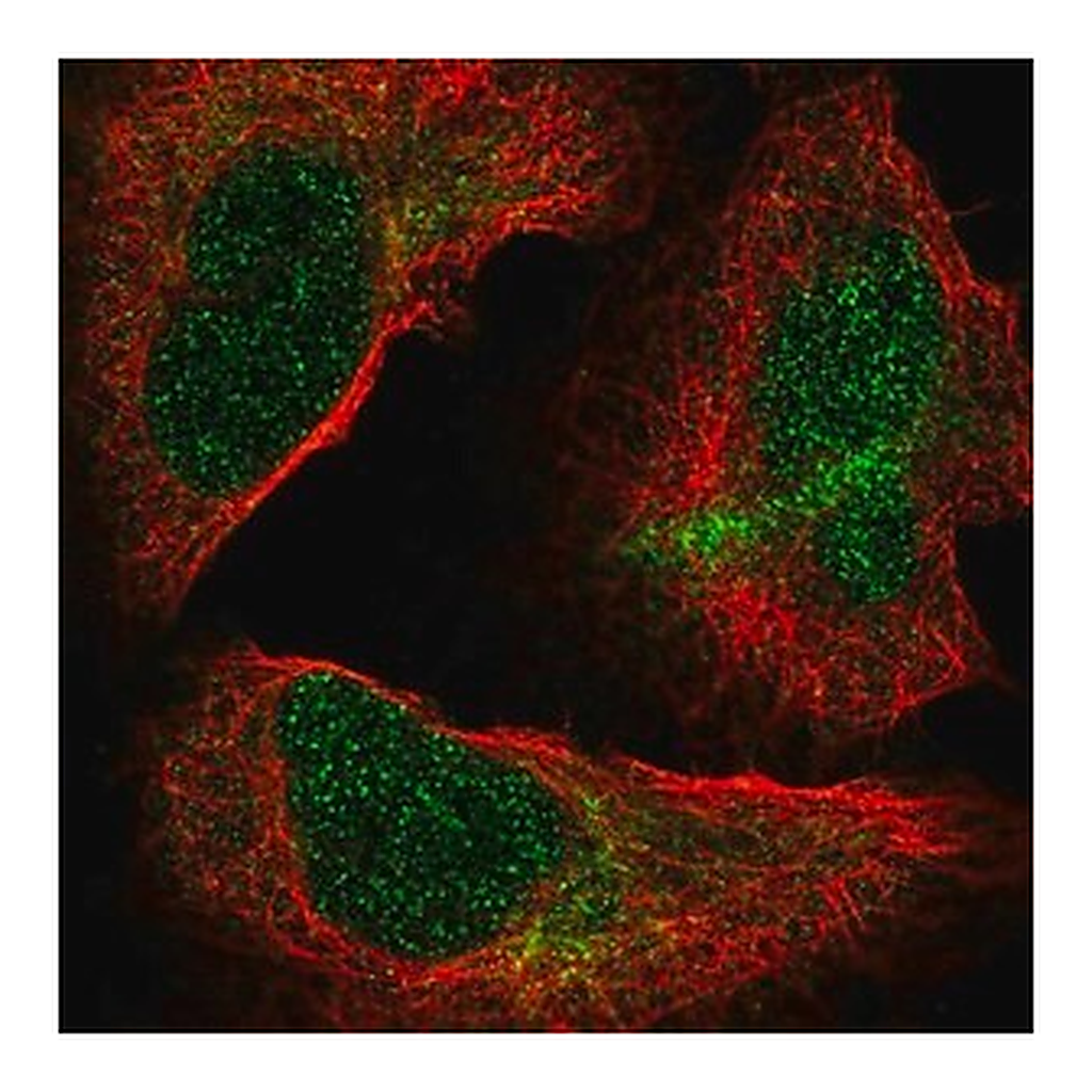 Merck Anti-NUP85 antibody produced in rabbit