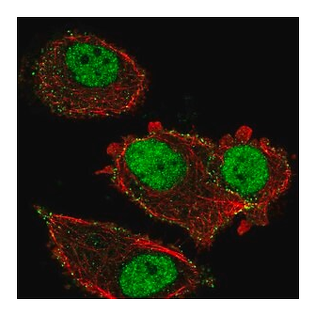 Merck Anti-ZNF605 antibody produced in rabbit