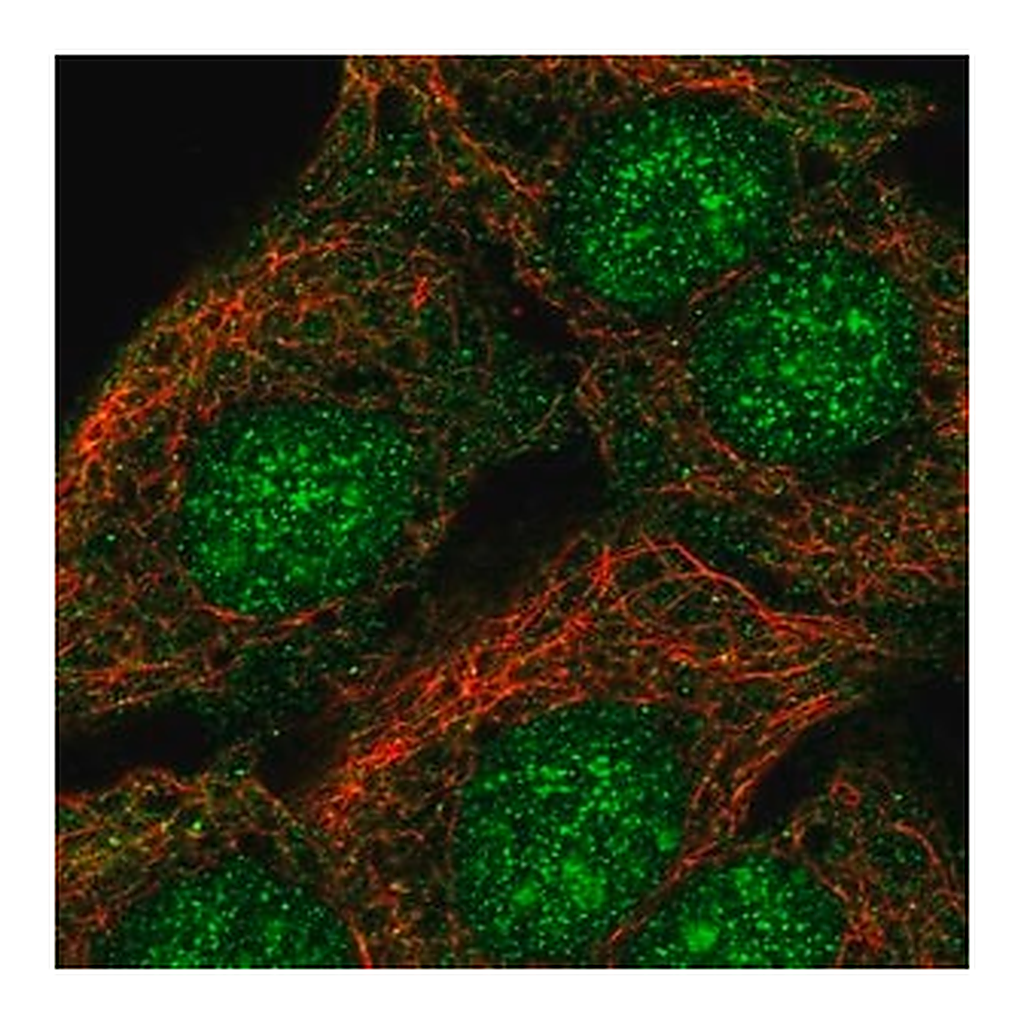 Merck Anti-SORCS2 antibody produced in rabbit