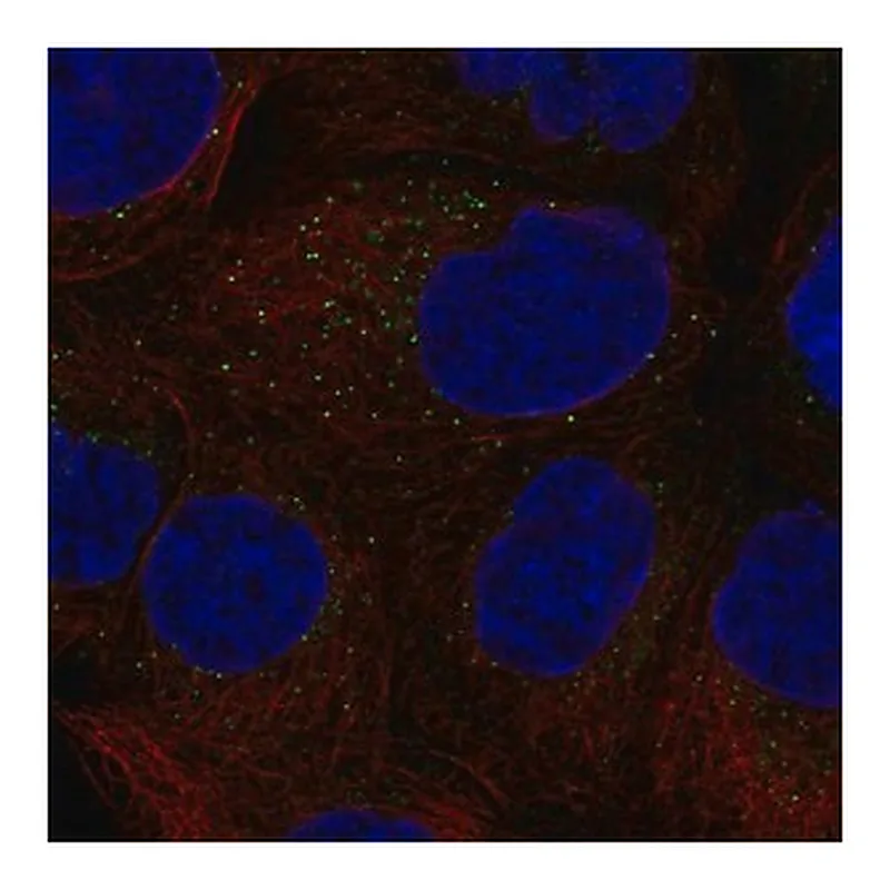 Merck Anti-CSF2 antibody produced in rabbit