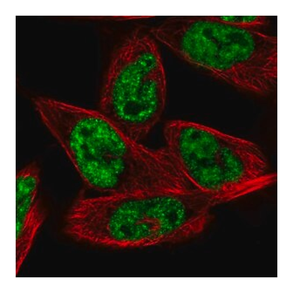 Merck Anti-MORF4L1 antibody produced in rabbit