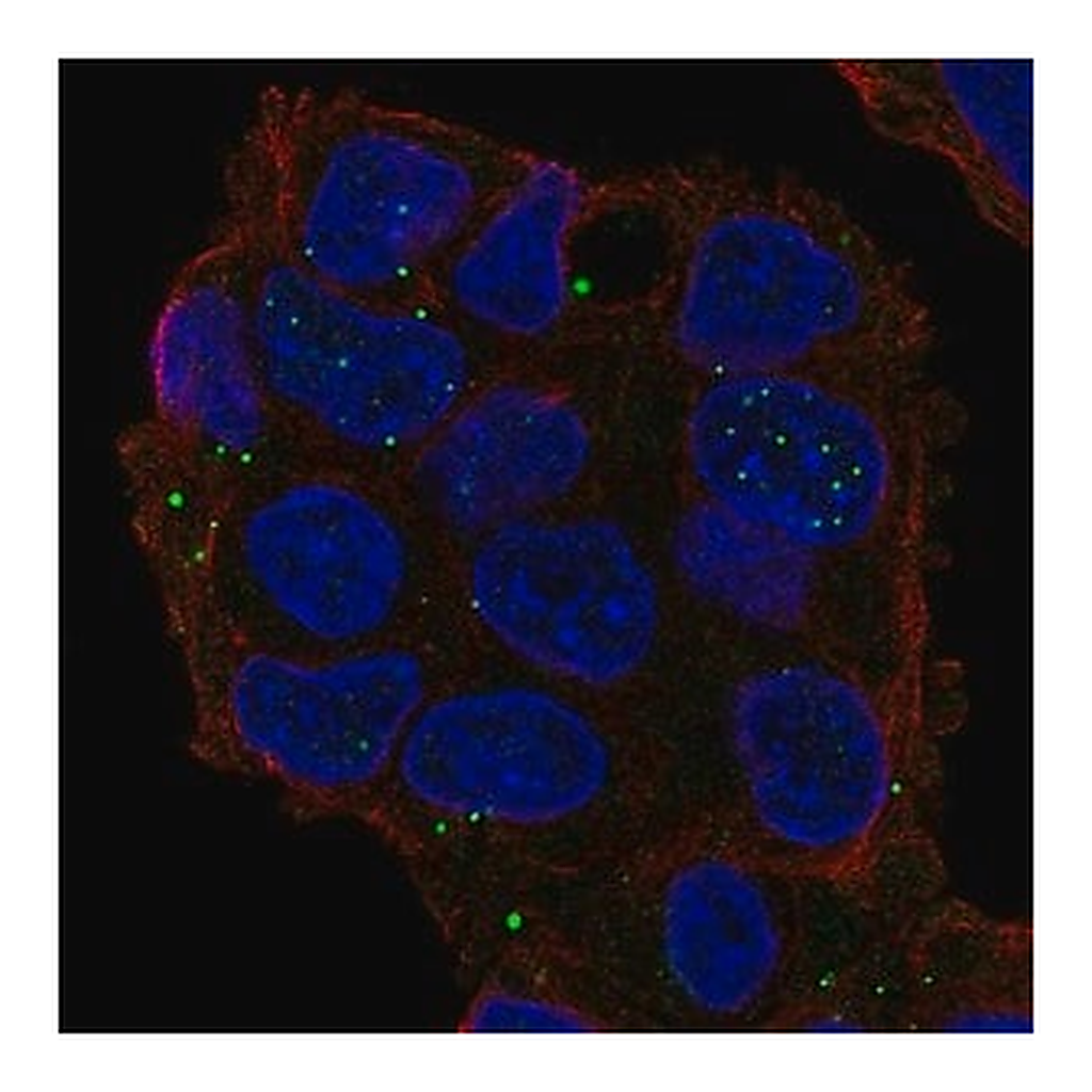 Merck Anti-GRASP antibody produced in rabbit