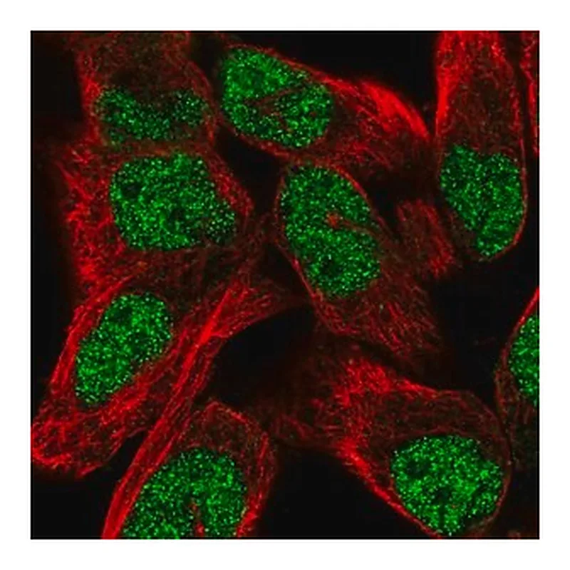 Merck Anti-TNRC6C antibody produced in rabbit