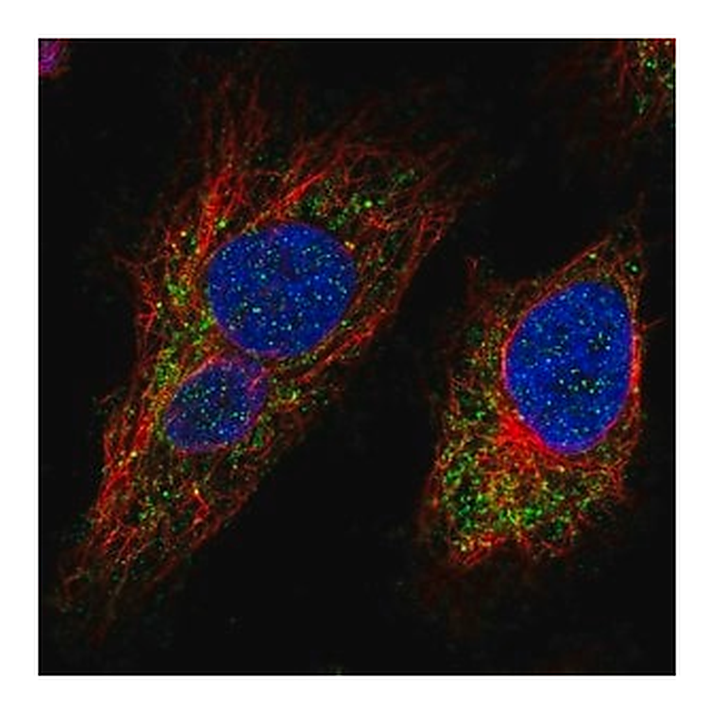 Merck Anti-MTX3 antibody produced in rabbit