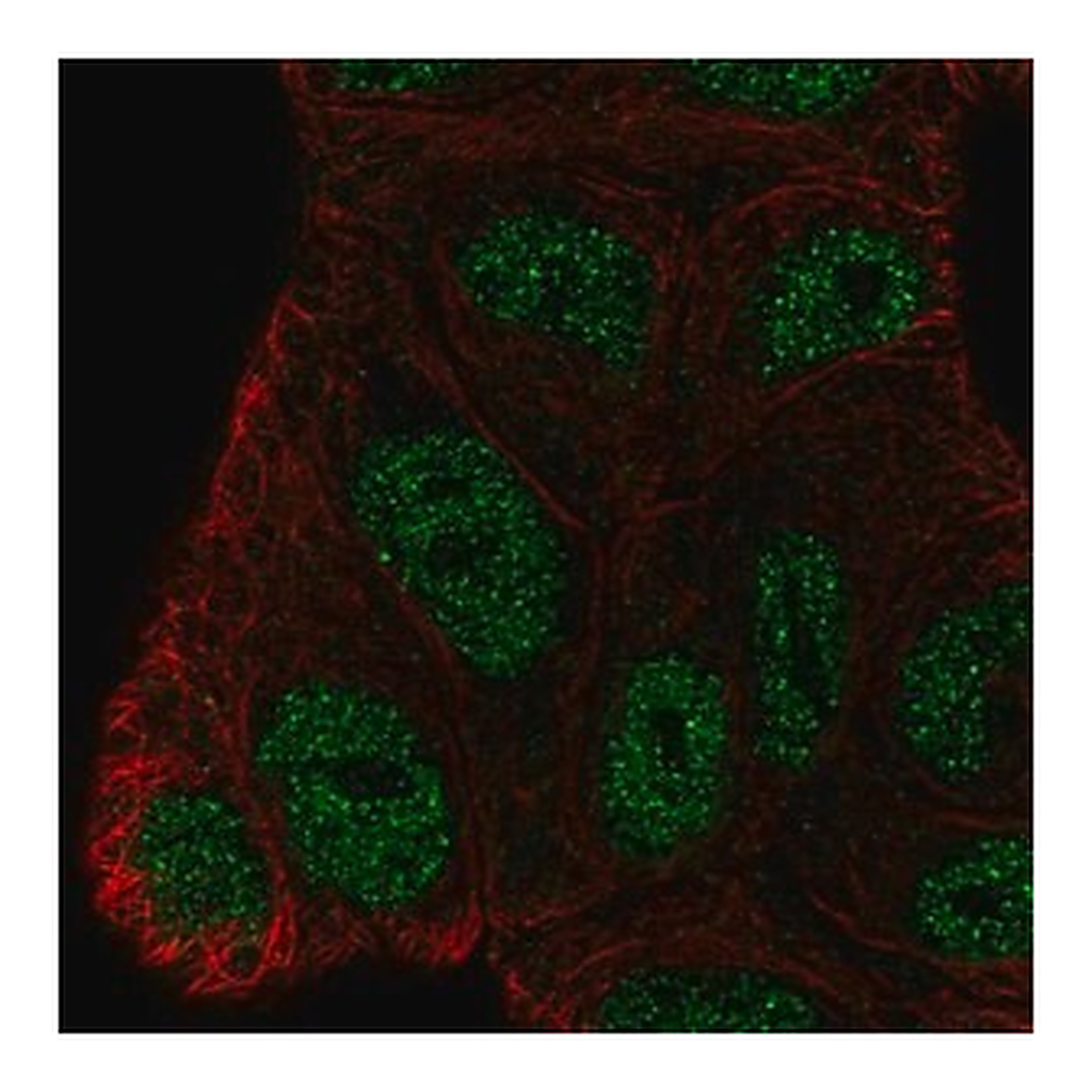 Merck Anti-BEND3 antibody produced in rabbit