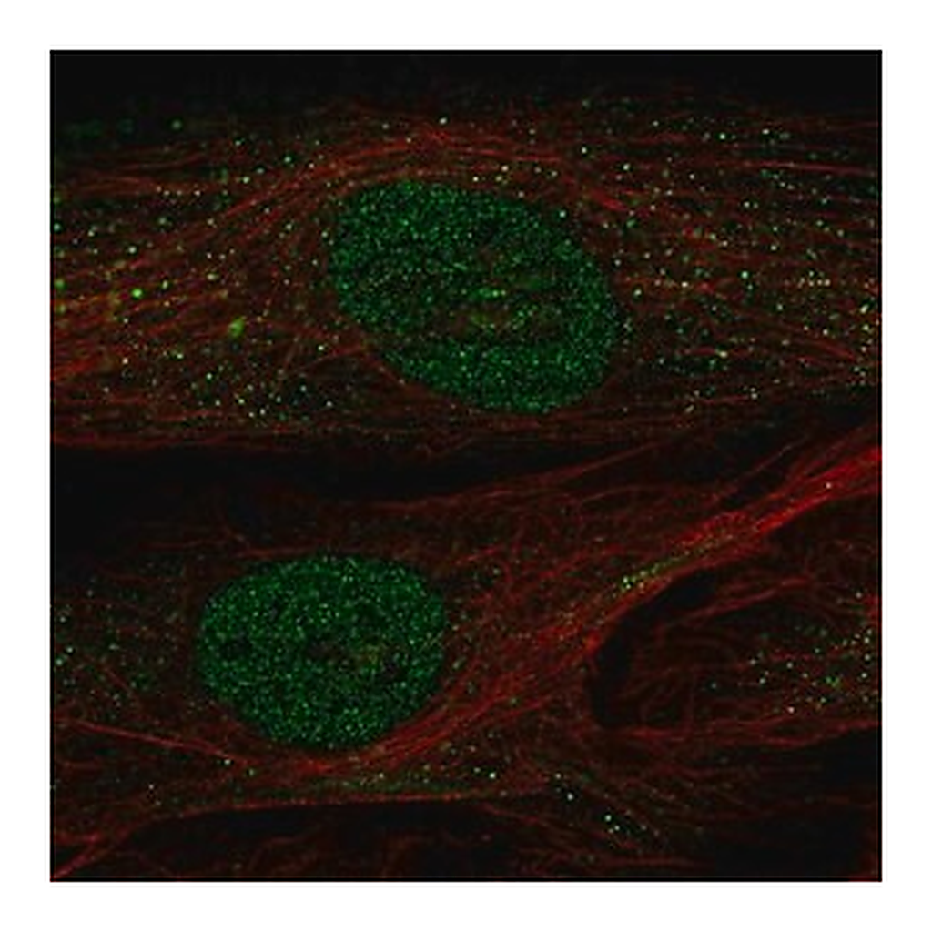 Merck Anti-POU2F2 antibody produced in rabbit