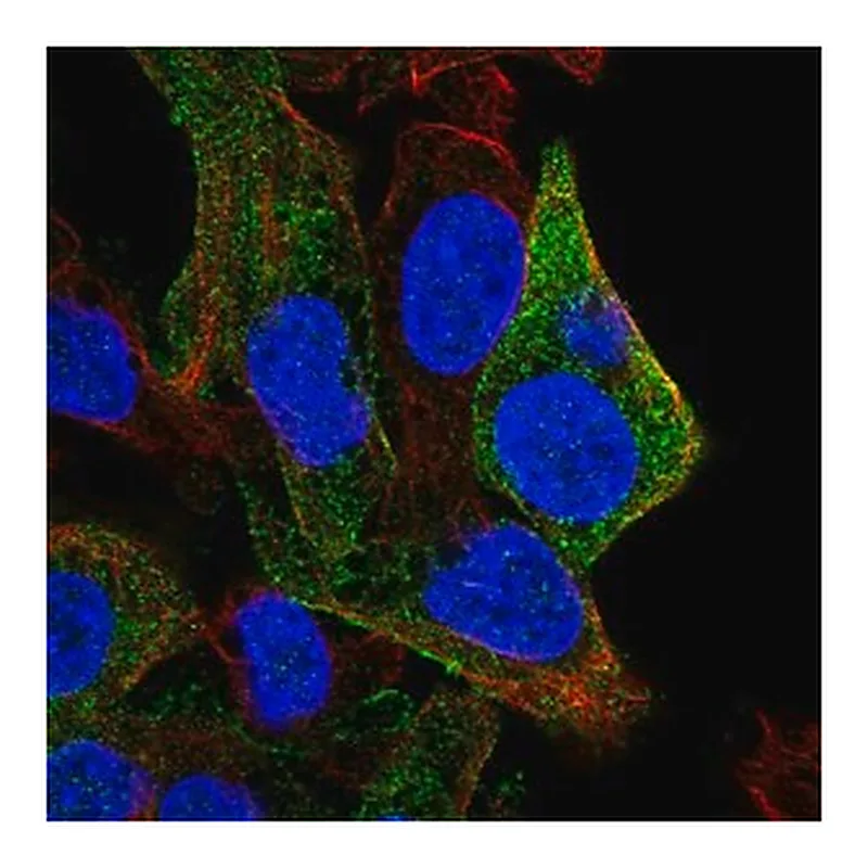 Merck Anti-SDPR antibody produced in rabbit
