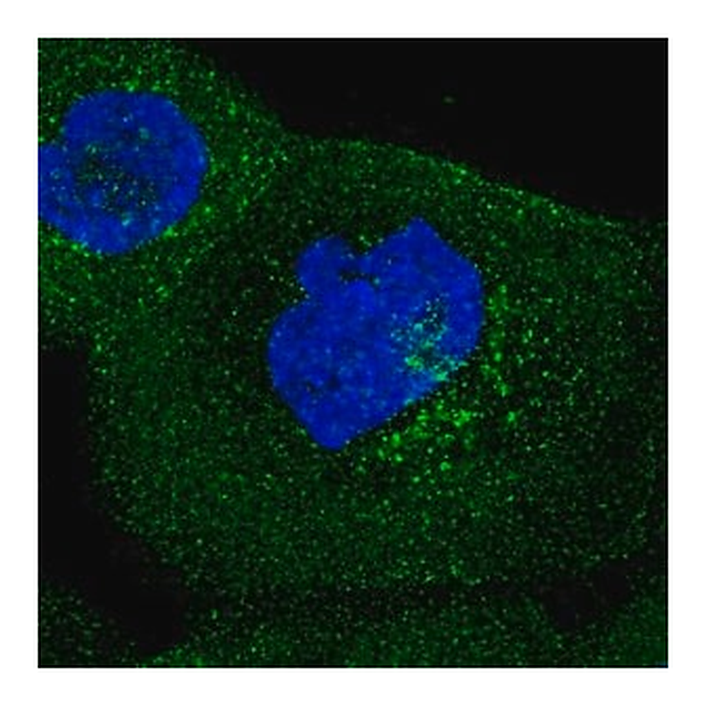 Merck Anti-IFIT5 antibody produced in rabbit