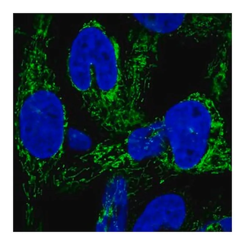 Merck Anti-HEATR6 antibody produced in rabbit