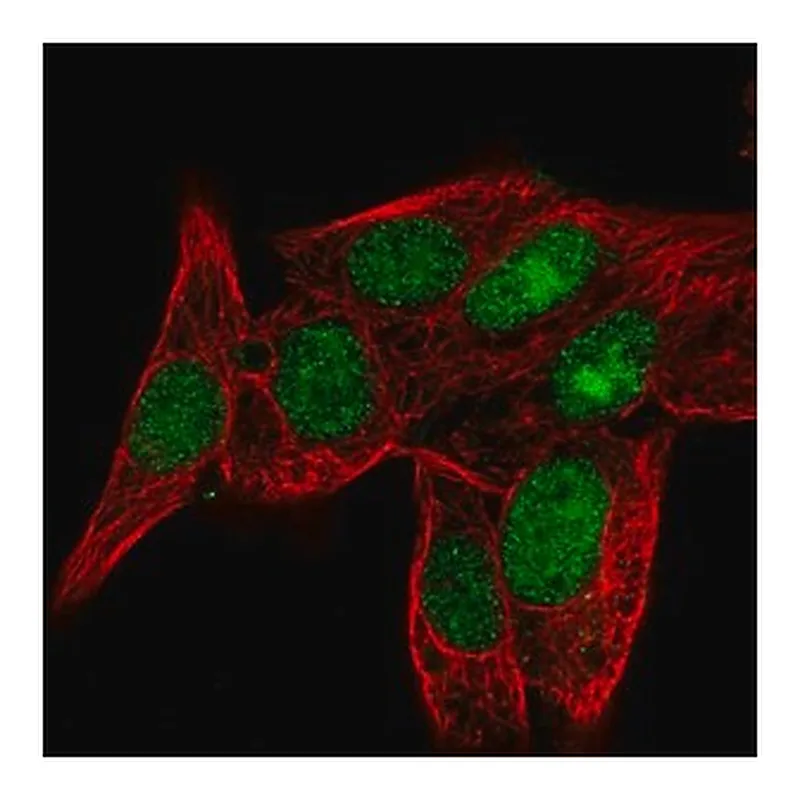 Merck Anti-PPIL3 antibody produced in rabbit