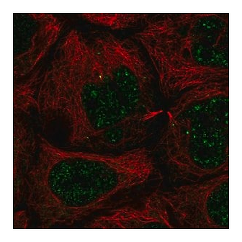 Merck Anti-SLC35A4 antibody produced in rabbit
