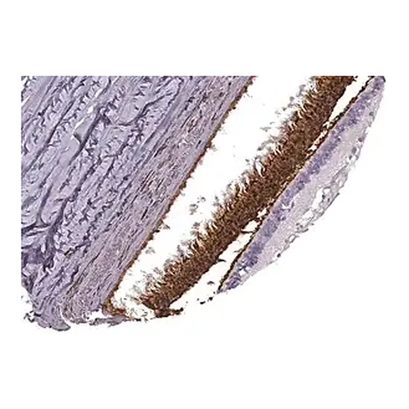 Merck Anti-PDC antibody produced in rabbit