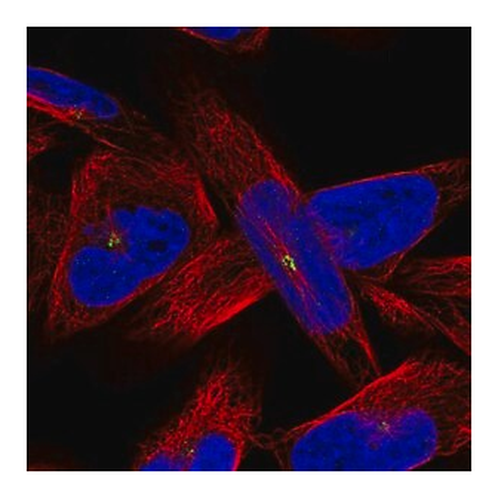 Merck Anti-AMN1 antibody produced in rabbit