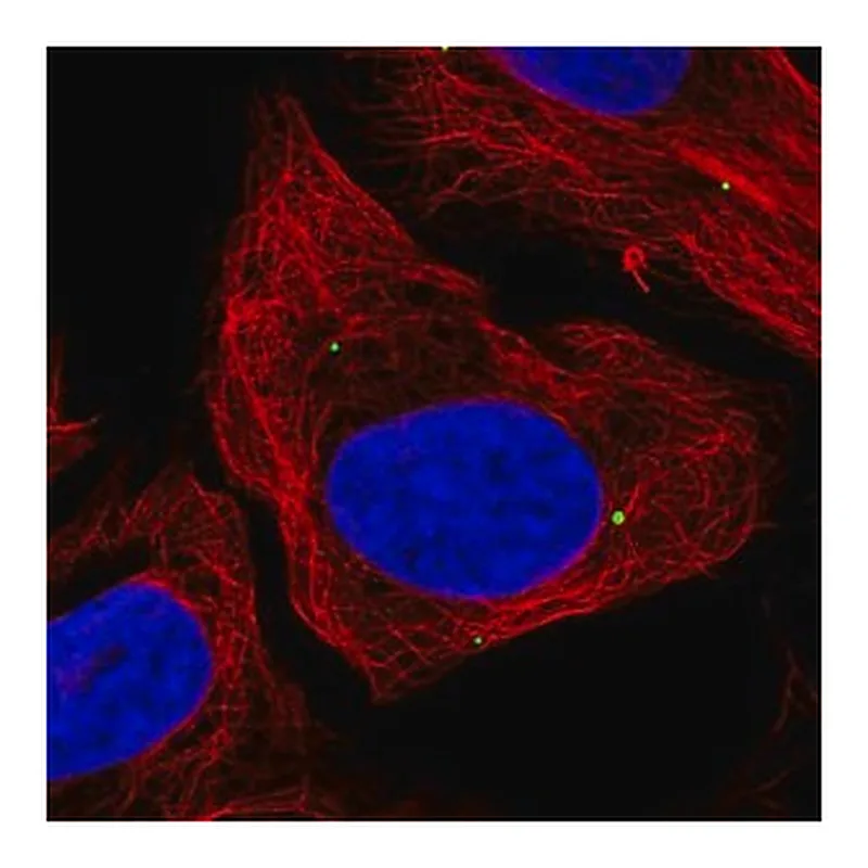 Merck Anti-DMRTA1 antibody produced in rabbit