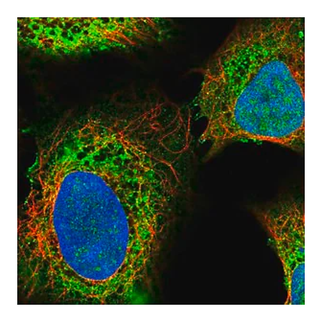 Merck Anti-ITPR2 antibody produced in rabbit