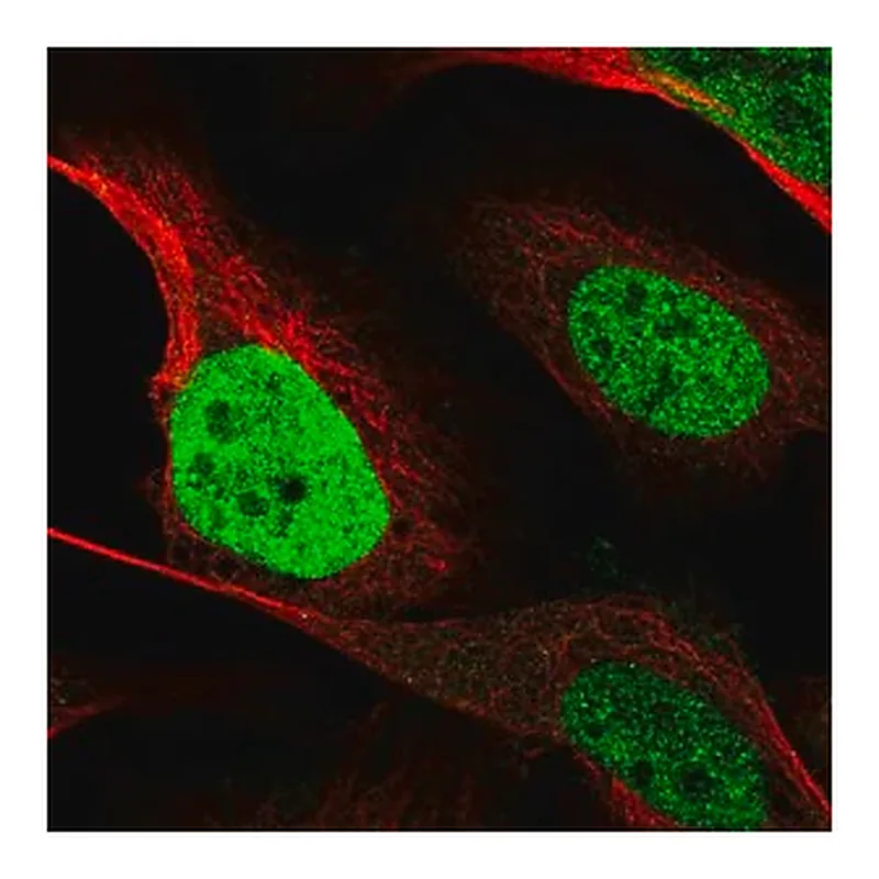 Merck Anti-CEBPB antibody produced in rabbit