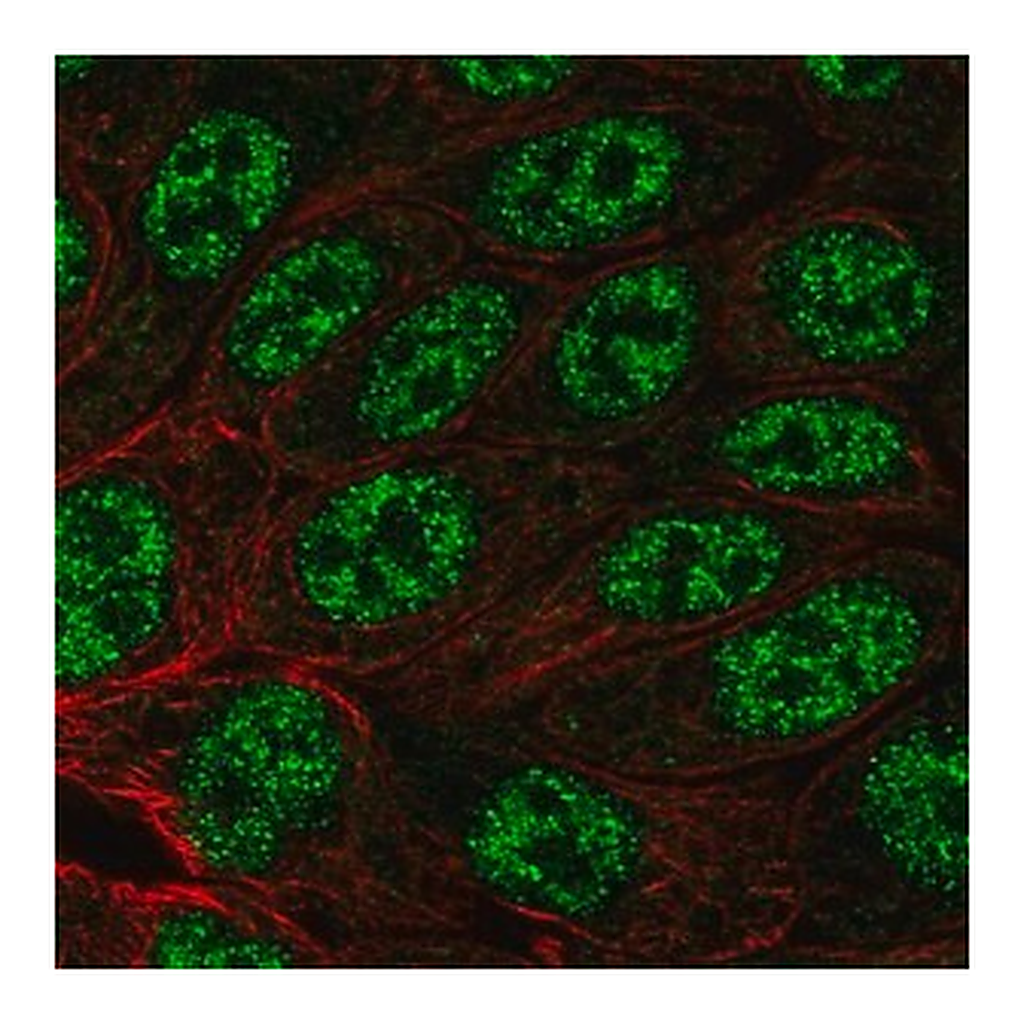 Merck Anti-MYH14 antibody produced in rabbit