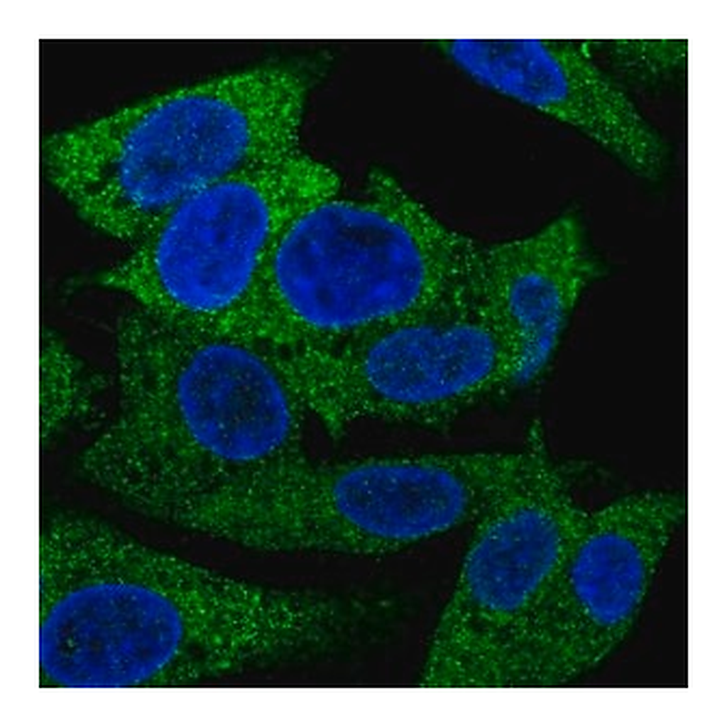 Merck Anti-PRPSAP1 antibody produced in rabbit
