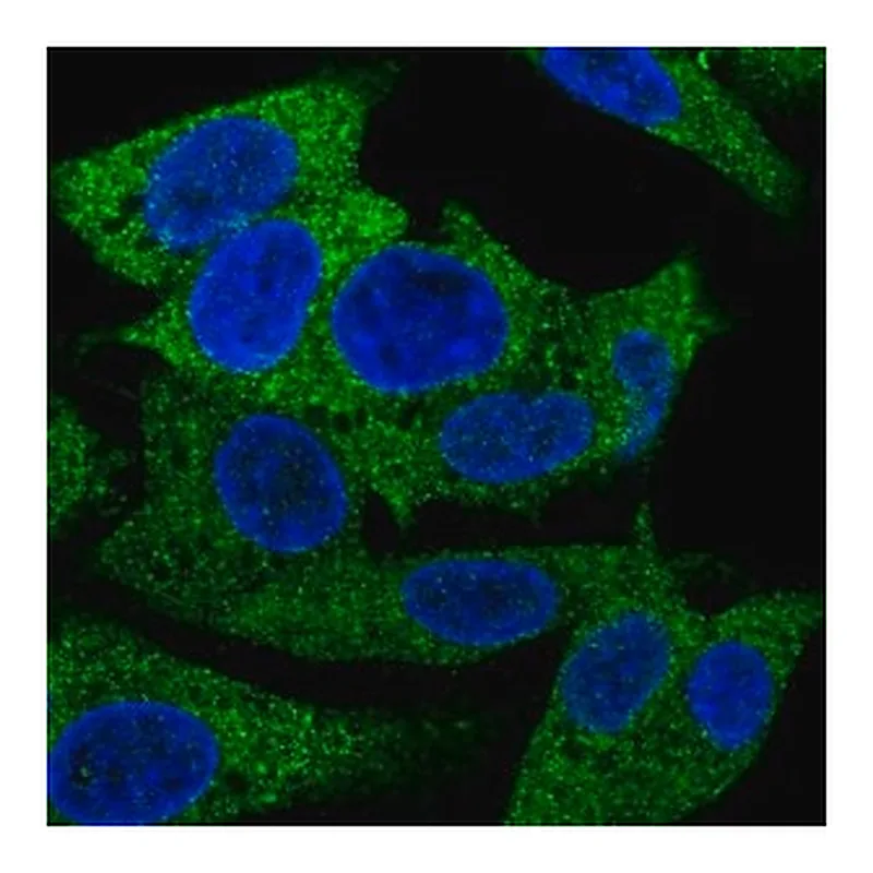 Merck Anti-PRPSAP1 antibody produced in rabbit